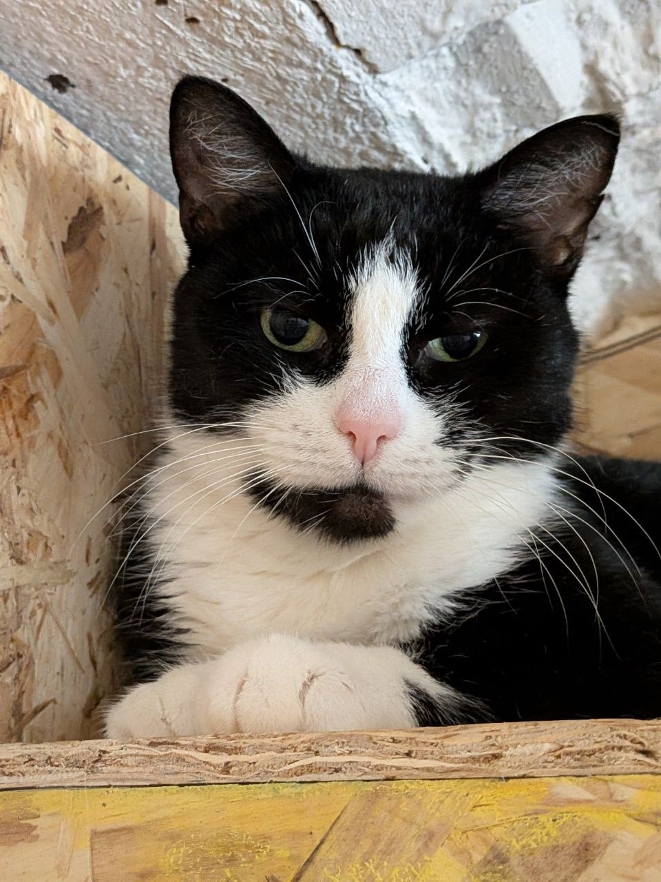 Фея — кошка, ~2 года