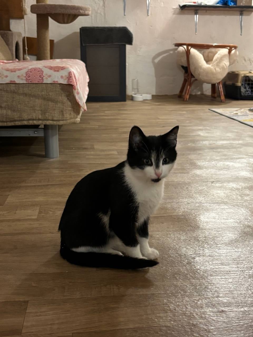 Грей (Кузя) — кот, котенок