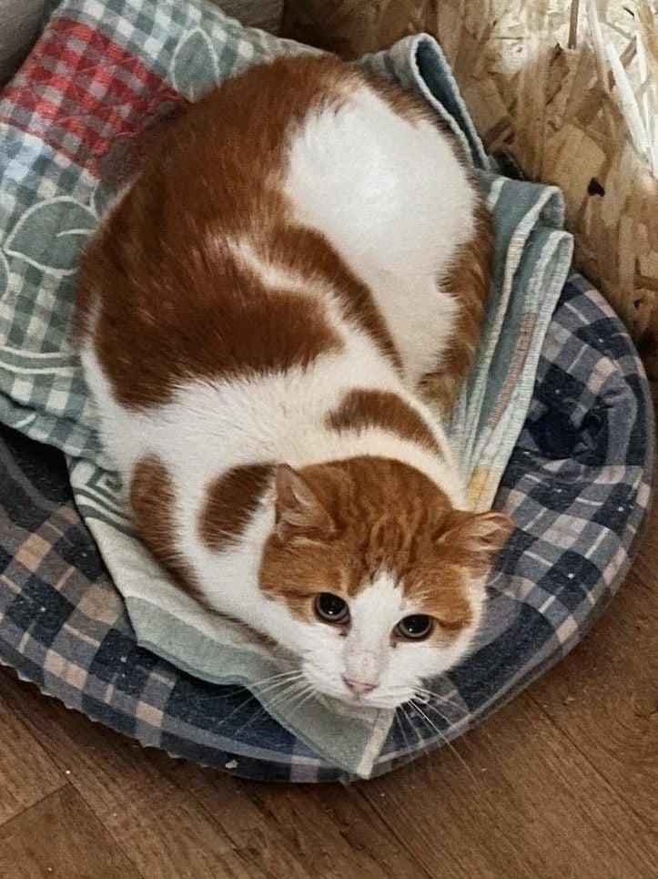 Лиса — кошка, 