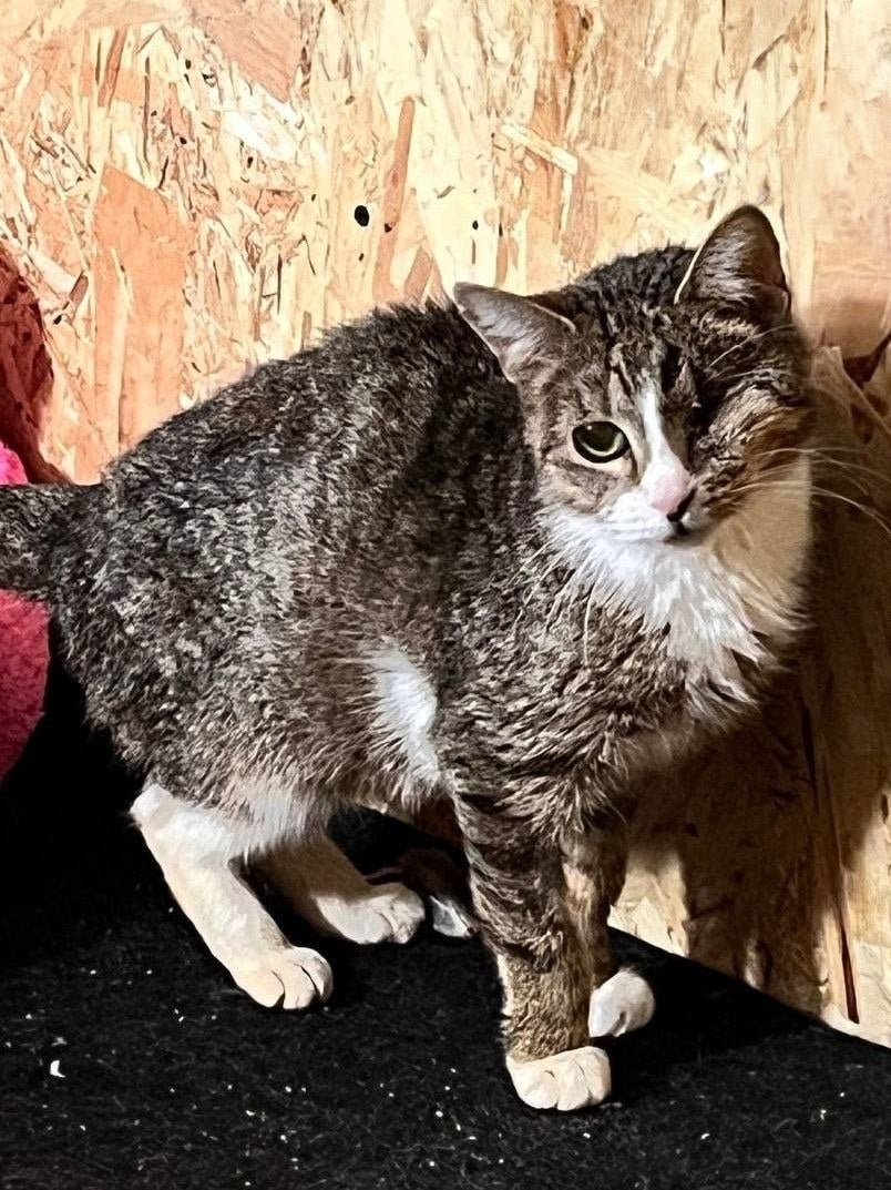 Одноглазка — кошка, ~3 года
