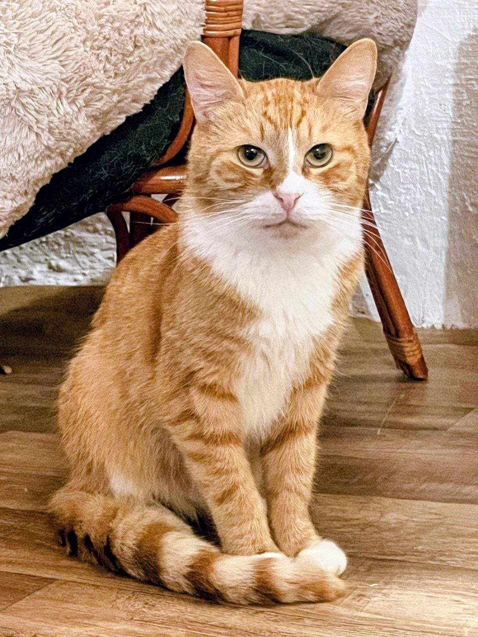 Лео — кот, ≈2 года