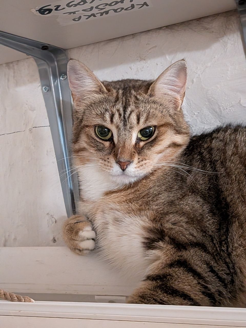 Поля — кот, ~2 года