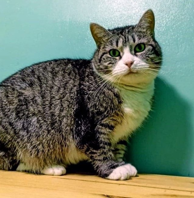 Пухля — кошка, 3 года