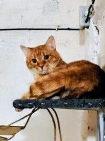 Крыжик — кот, 1,5 года