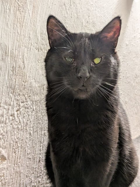 Скай — кот, ~5 лет