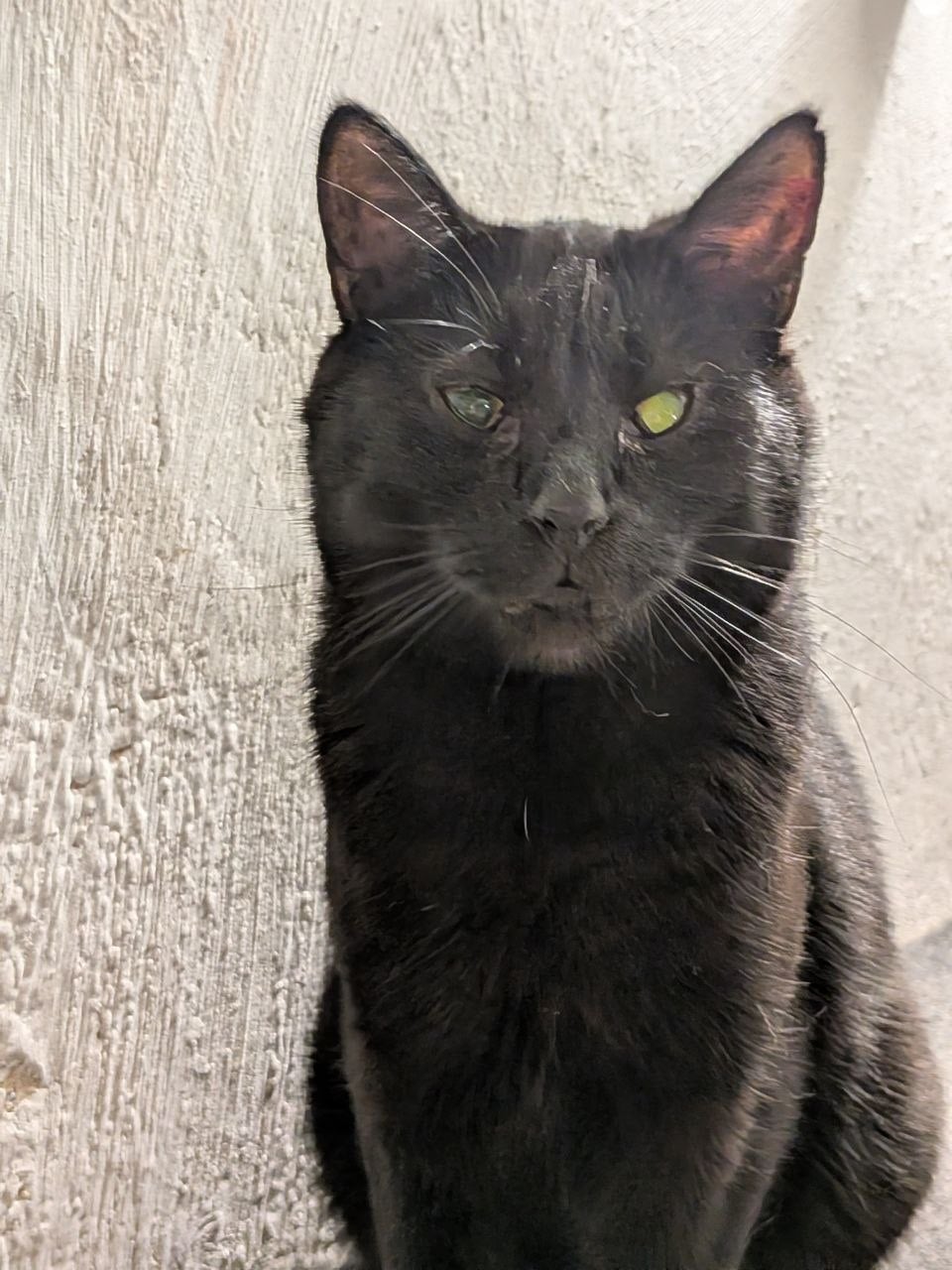 Скай — кот, ~5 лет