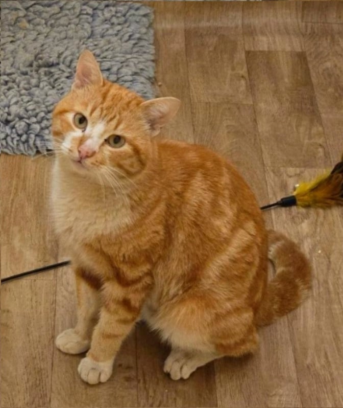 Соломон — кот, 4 года