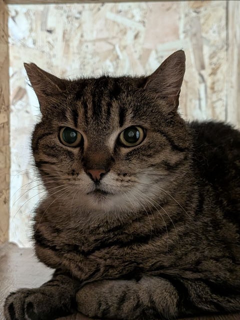 Соня — кот, 