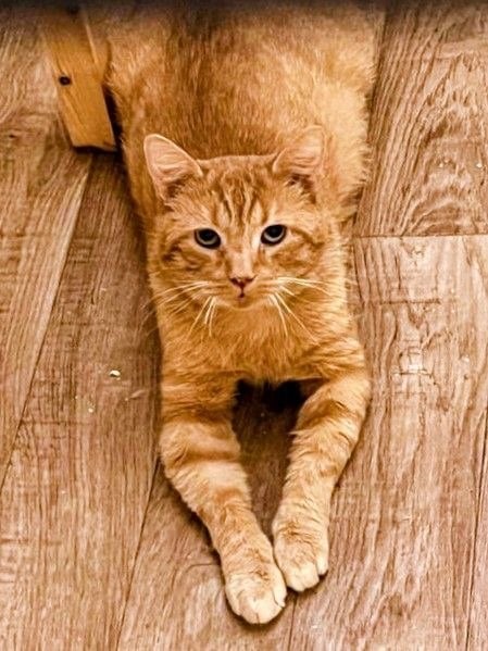 Рыжик — кот, ~7 лет